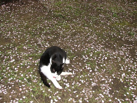 白黒2号、桜の花びらの絨毯の上で