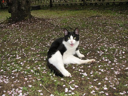 白黒2号、桜の花びらの絨毯の上で