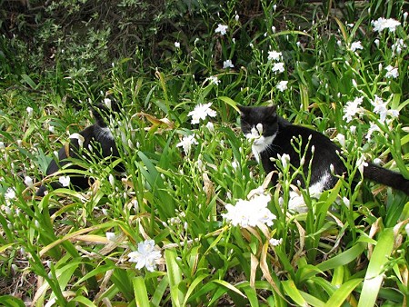 ハナクロとハナシロ　シャガの花畑で