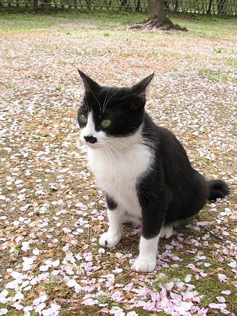 ハナクロ　桜の花びらの絨毯の上で