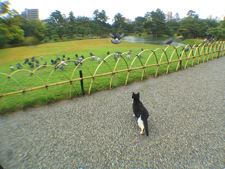 ハナシロ　鳩とお遊戯