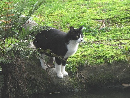 ハナクロ　苔のあるところで