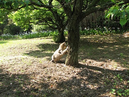 梅の木で爪を研ぐキジトラ