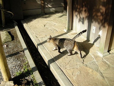 しまちゃん