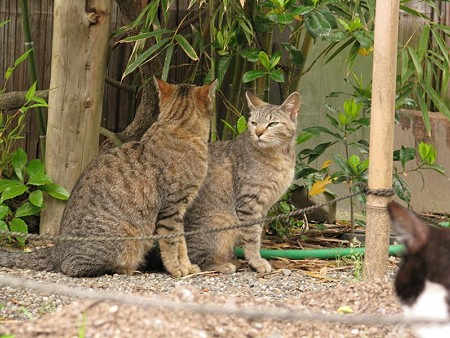 キジトラ1号とキジトラ2号