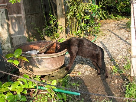 黒猫3号