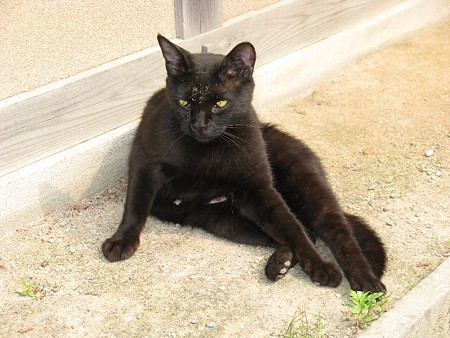 不明の黒猫　メス