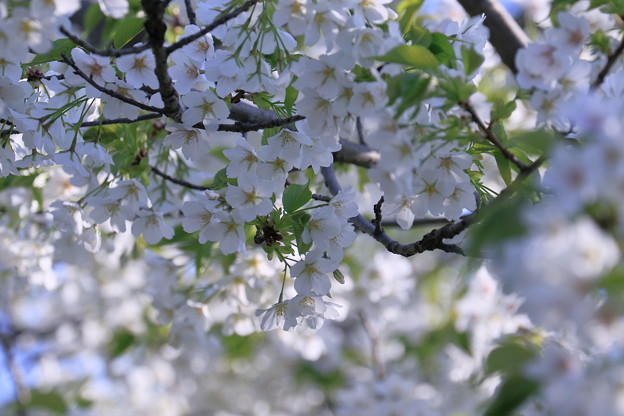 白い桜　大島桜？