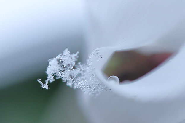 シクラメン　　雪の結晶と滴