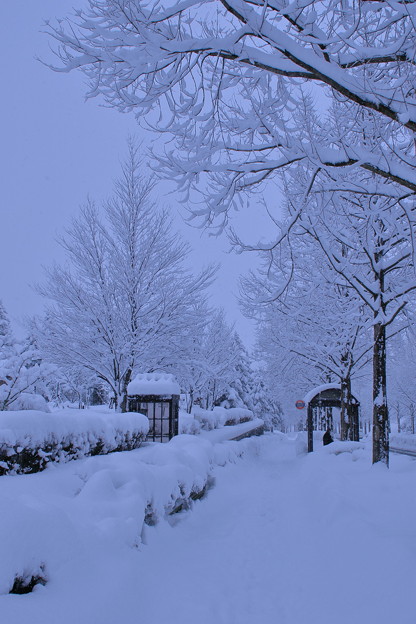 雪のバス停とメタセコイアの並木道