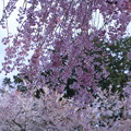 枝垂れ桜（1）　風に吹かれて