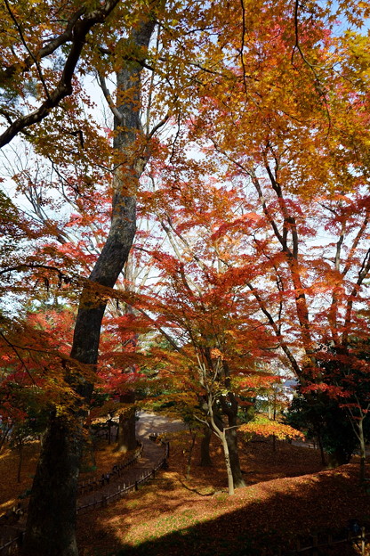 Photos: 兼六園　山崎山からモミジの紅葉