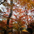 Photos: 兼六園　山崎山からモミジの紅葉