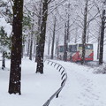 メタセコイアの並木道　雪
