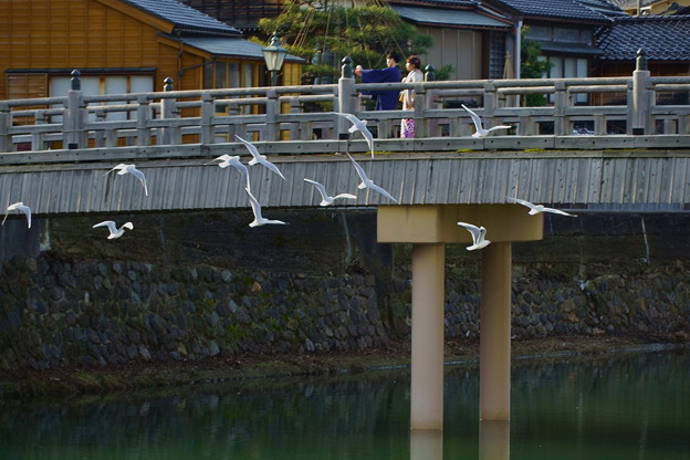 浅野川にユリカモメ　　中の橋