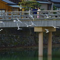 浅野川にユリカモメ　　中の橋