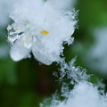 Photos: バイカオウレン　雪の結晶（2）