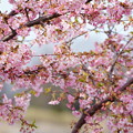 満開の河津桜（2）　木場潟公園