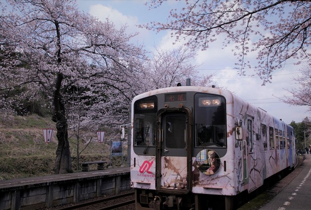 桜のラッピング電車とさくら