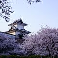 石川門　満開の桜