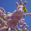 楊貴妃桜　　緑の葉がおしゃれ＾＾