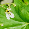 Photos: 小さなユキノシタの花に ちっちゃなヒラタアブ