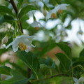 Photos: エゴノキの花
