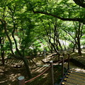 Photos: 卯辰山花菖蒲園を上から