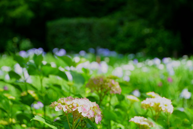 花菖蒲園の紫陽花