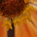 ヒャクニチソウ　筒状花