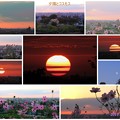 Photos: 夕陽とコスモス