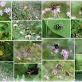 Photos: ミゾソバのお花畑に　蝶と虫