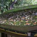 屋根上の紅葉（1）
