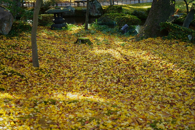 兼六園　落ち葉の絨毯