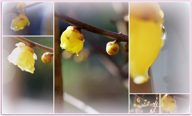 Photos: ロウバイ　お正月に初開花