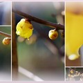 Photos: ロウバイ　お正月に初開花