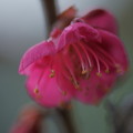寒紅梅が開花（1）