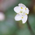 バイカオウレン　　早春の花