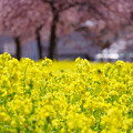 Photos: 菜の花と河津桜