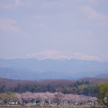 白山と桜