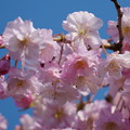 Photos: 八重紅枝垂れ桜