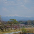 Photos: 木場潟　白山と桜