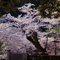 兼六園　門の外の満開の桜