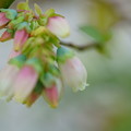 Photos: ブルーベリーの花(1)