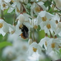 エゴノキの花に蜂さん