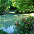 尾山神社　庭園の池　(サツキとドクダミ)