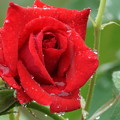 真紅の薔薇　　しずく　゜〇○〇゜○（2）