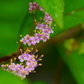 コムラサキの小さな花