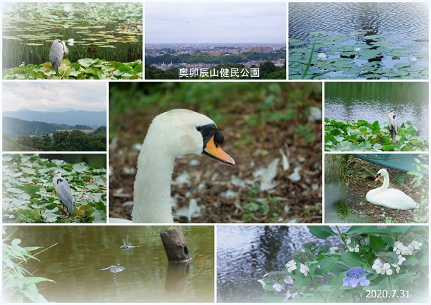 奥卯辰山健民公園 写真共有サイト フォト蔵