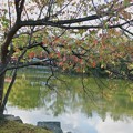 Photos: 池の紅葉（2）